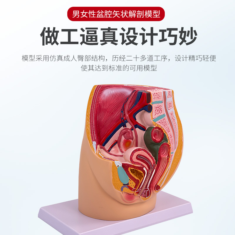 ��ѧ����Ů��ǻģ��Ů��������ֳϵͳ�걾����ʸ״���������ҽѧ