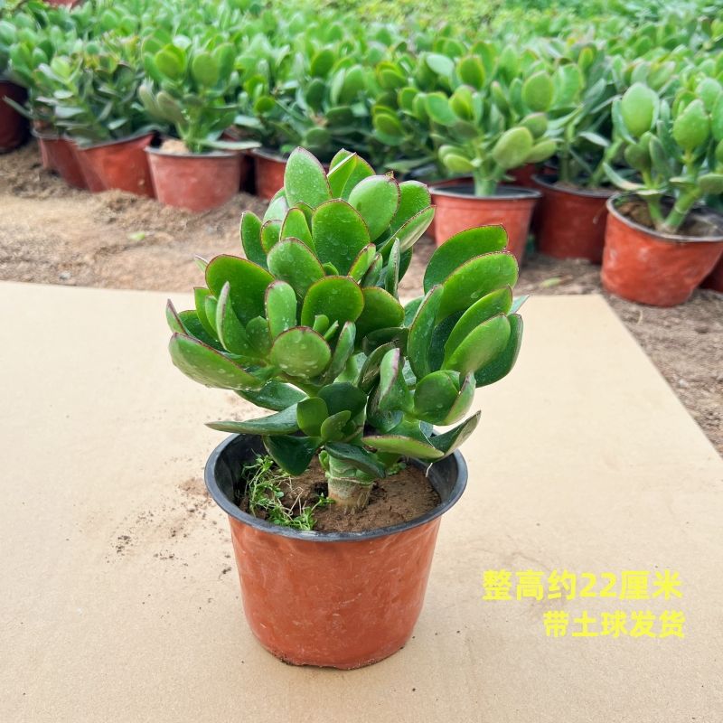 뜨거운 판매 두꺼운 3년생 모종 1개