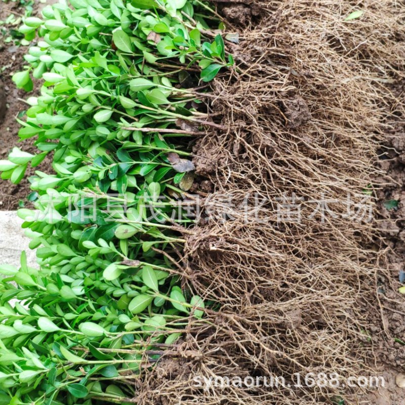 直销瓜子黄杨小苗 基地直销 黄杨苗床苗 绿化工程苗园林绿篱苗色