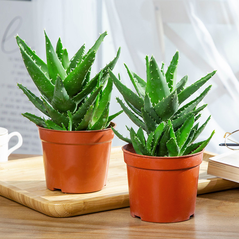Two pots of "never-night city" aloe vera [original soil, red pot] - includes fertilizer