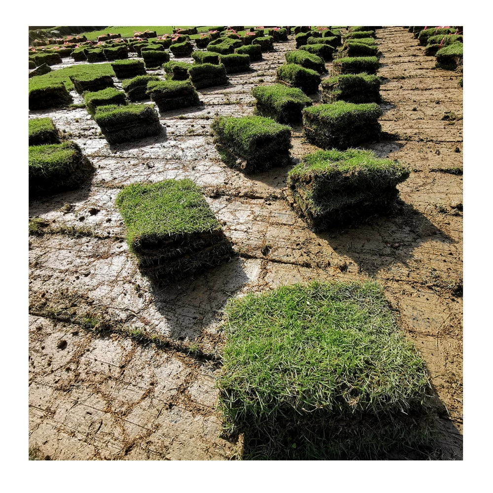 Питомник Прямой партии Тайвань зеленый трава газон ковер Тайвань зеленый газон база дерна с почвой