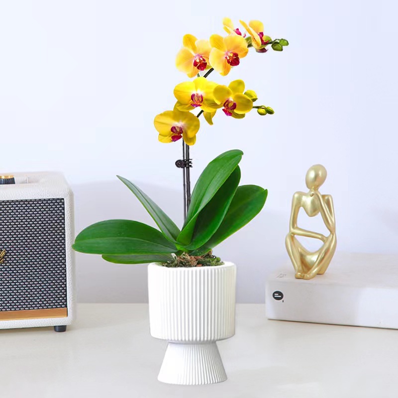 orquídea mariposa con brotes de flores planta en maceta sala de estar orquídea planta de interior flores en todas las estaciones buena para alimentar dendrobium orquídea planta verde image 33