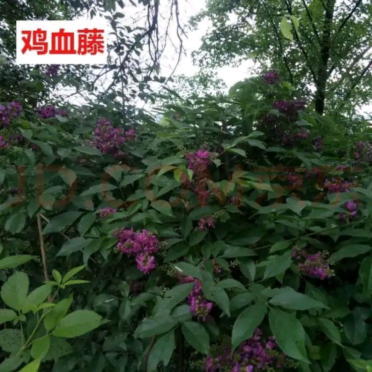 Dried Spatholobus Stem Ji Xue Teng Chicken Blood Vine 500g Raw Herb for Wine Infusion and Decoction preparation
