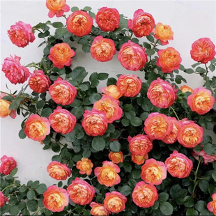 �ٌ�ؐ���Nޱ�����ٱ��΃��¼��ش�����ֲ���ļ��_��������õ��