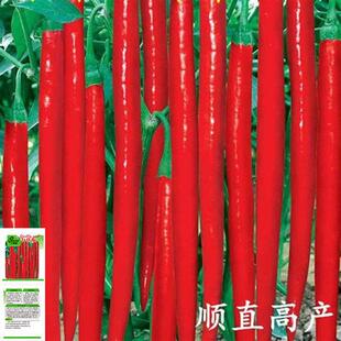 Spicy King Hunan Pepper Seeds Hangzhou Pepper Super Long and High Yield Spring, Summer, Autumn and Winter Four-Season Planting Plants for Balcony Planting
