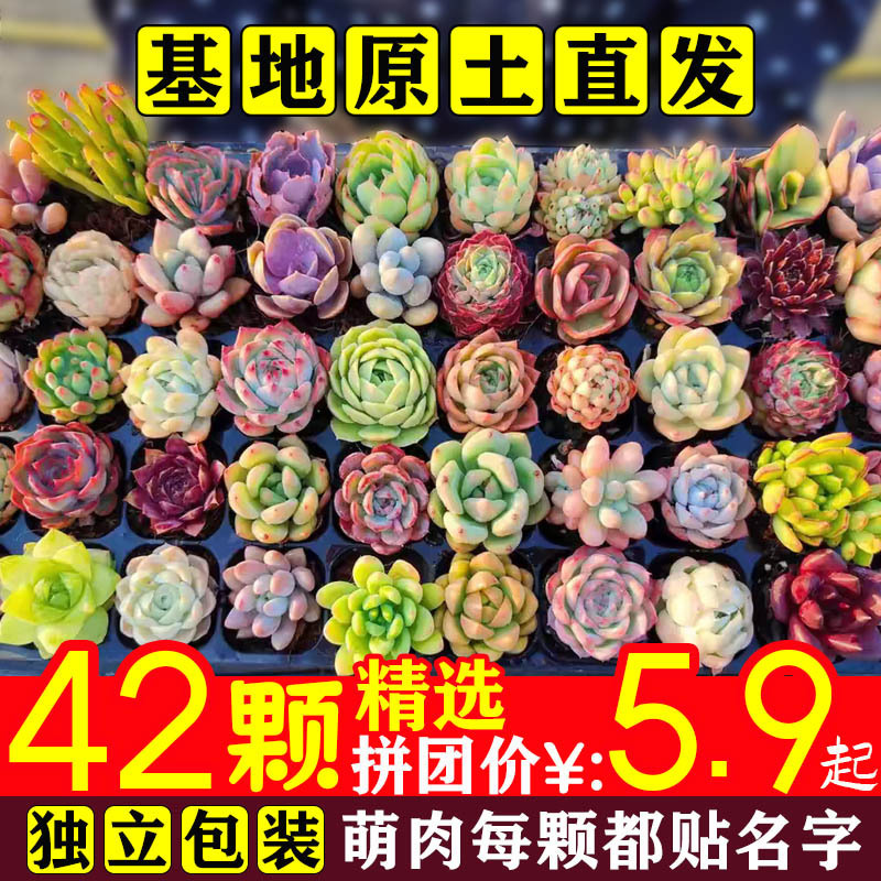 多肉植物 小型鉢植え 鉢土付き 卸売 高級セット 多肉植物の組み合わせ ピーチエッグ ジェイドデュー グリーン植物 花園芸|undefined
