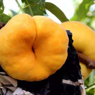 Giant Golden Peach Saplings, Medium Peach Saplings, Are Suitable for Cultivation in Both the North and the South, Easy to Survive and Taste Good