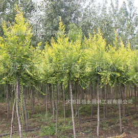 金叶榆基地供应庭院工程绿化苗木公园四季绿植户外道路中华金叶榆