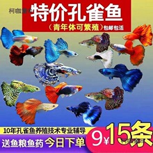 ��ȸ�Ꭷ�^�p�~�絭ˮ��ˮС��С�~���B�ͻ����B�Pβ��������̫��