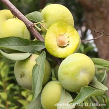 早熟嫁接李子树苗果树当年结果李子树苗李子树苗蜂糖南方北方种植