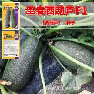 �}�������JF1�N�����������ϷN�Ӵ����ļ�ͥԺ�r���߲˷N�Ӵ�ȫ