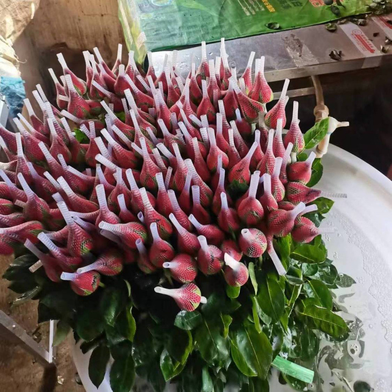 红卡罗拉云南昆明批发高原鲜花自由红玫瑰卡罗拉基地玫瑰花
