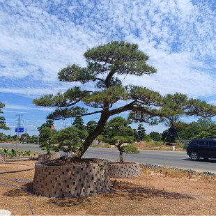 ���ͺ��ɘ����ֱ�l�@���^�pӭ���΃���5-20���ֹ��̾G����ľ