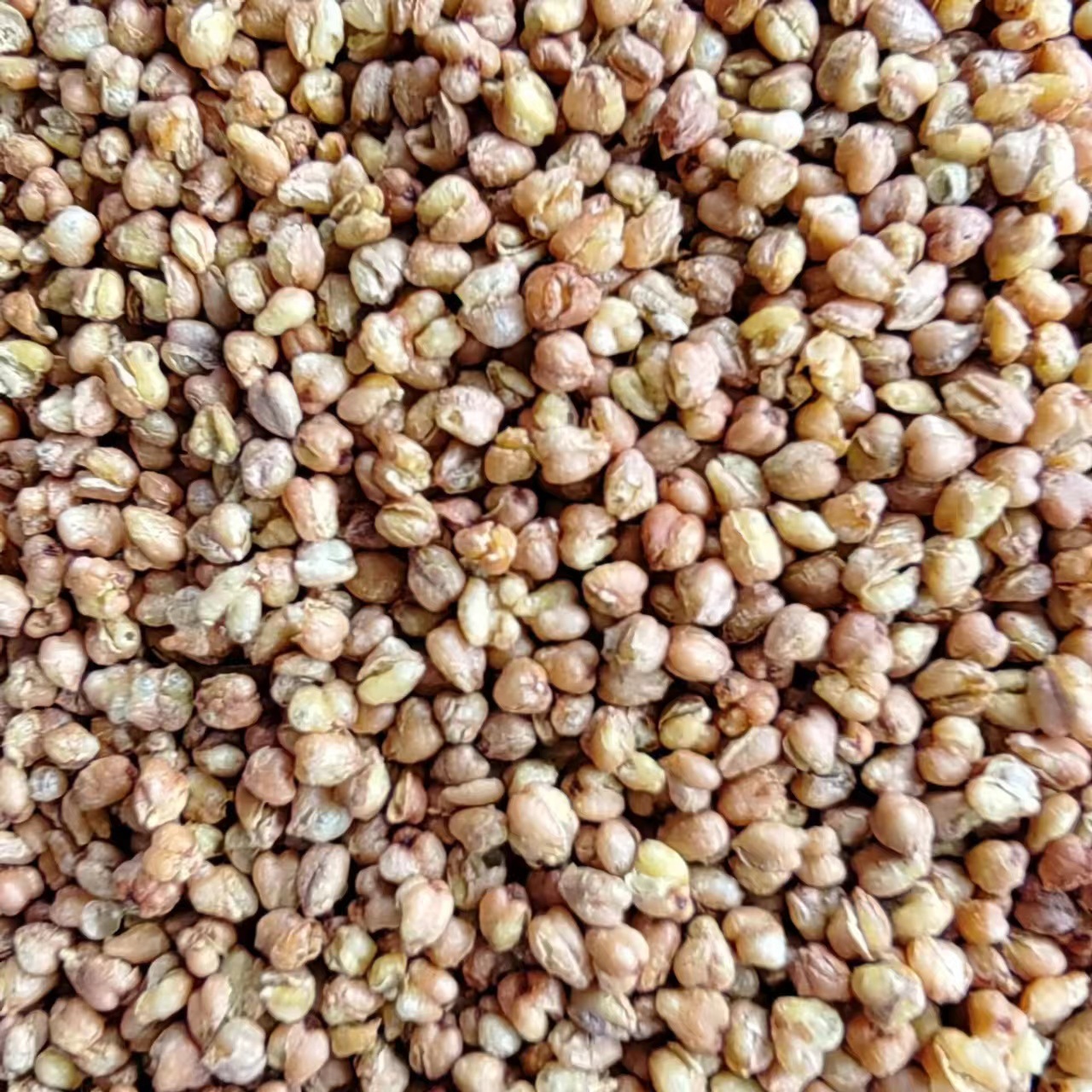 Ku Qiao Mai (Fagopyrum tataricum) — Dried Tartary Buckwheat Grain, Food Herb for Tea & Porridge key features
