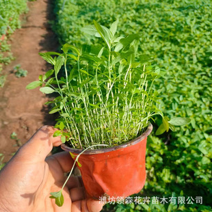 Thousand-Flower Potted Aquatic Plants Perennial Florals Thousand-Flower Grass Florals Qingzhou Flower Base River Wetland Seedlings