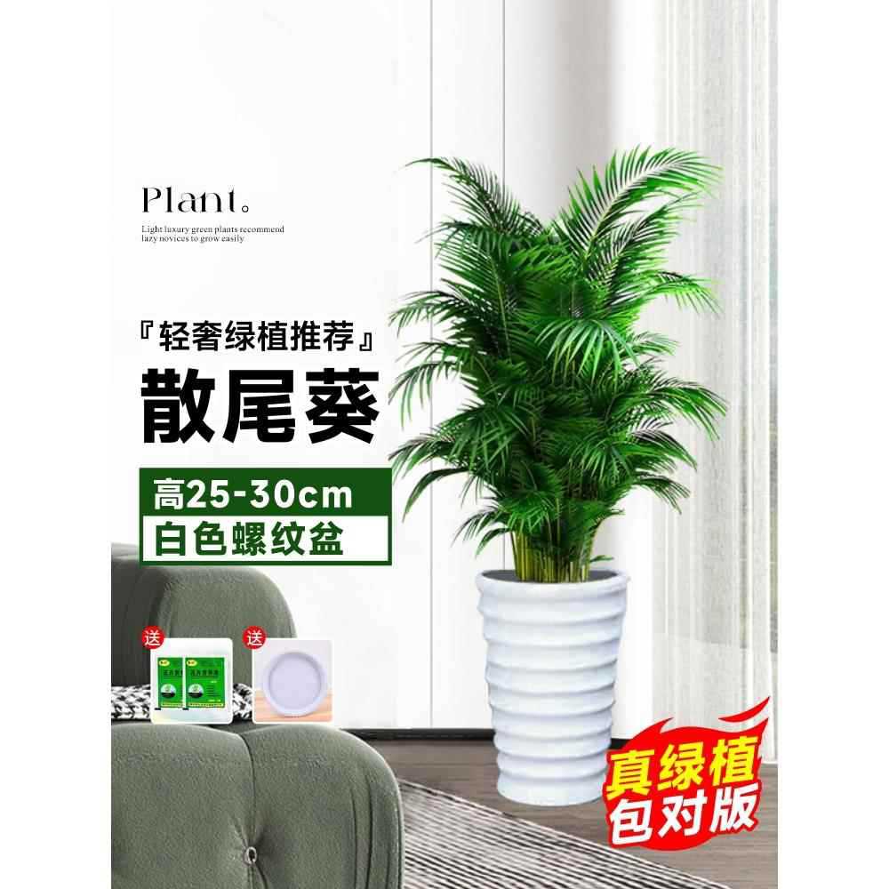 높이 25~30cm의 고품질 해바라기 10그루★나사형 세면대 + 무료 트레이★사계절 상록수 애완동물