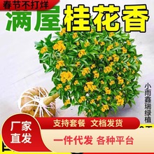 һ�����l�𻨘���ԭ�������½��ͥԺ�����ֲ̨���ļ��_���҃�