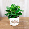 Douban Green Basin Planting Mes. Plant Hydroponic Flower Plant Room Living Room Desktop Green Plant Blue Jade Four Seasons Green Free Shipping