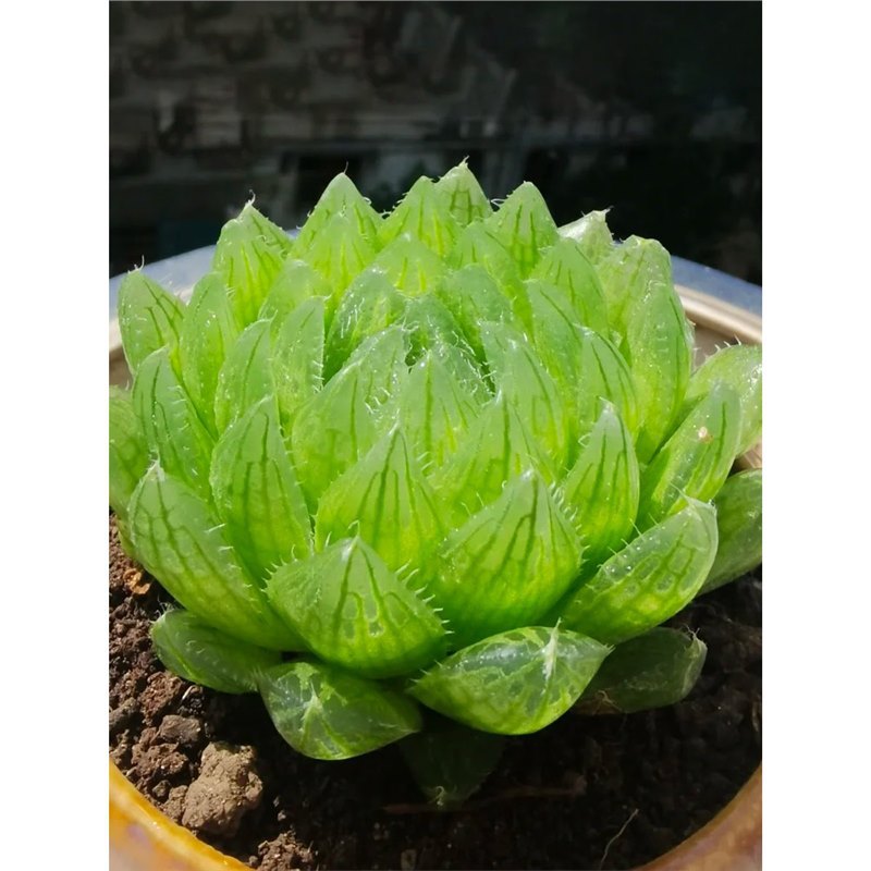 사쿠라 크리스탈