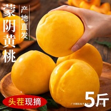 蒙阴黄桃新鲜当季水果现摘桃子整箱红心毛桃子脆甜油硬蜜桃包邮10