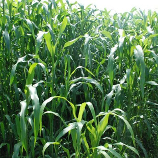 Hybrid Gadan King Pasture Seeds Gadan Grass Seeds Four-Season High-Yielding Pig, Cattle, Sheep, Fish and Rabbit Grass Seeds Retail