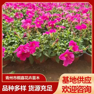 青州基地花圃批发地被草花苗矮牵牛道路景观时令草花