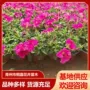 青州景观时令基地矮牵牛