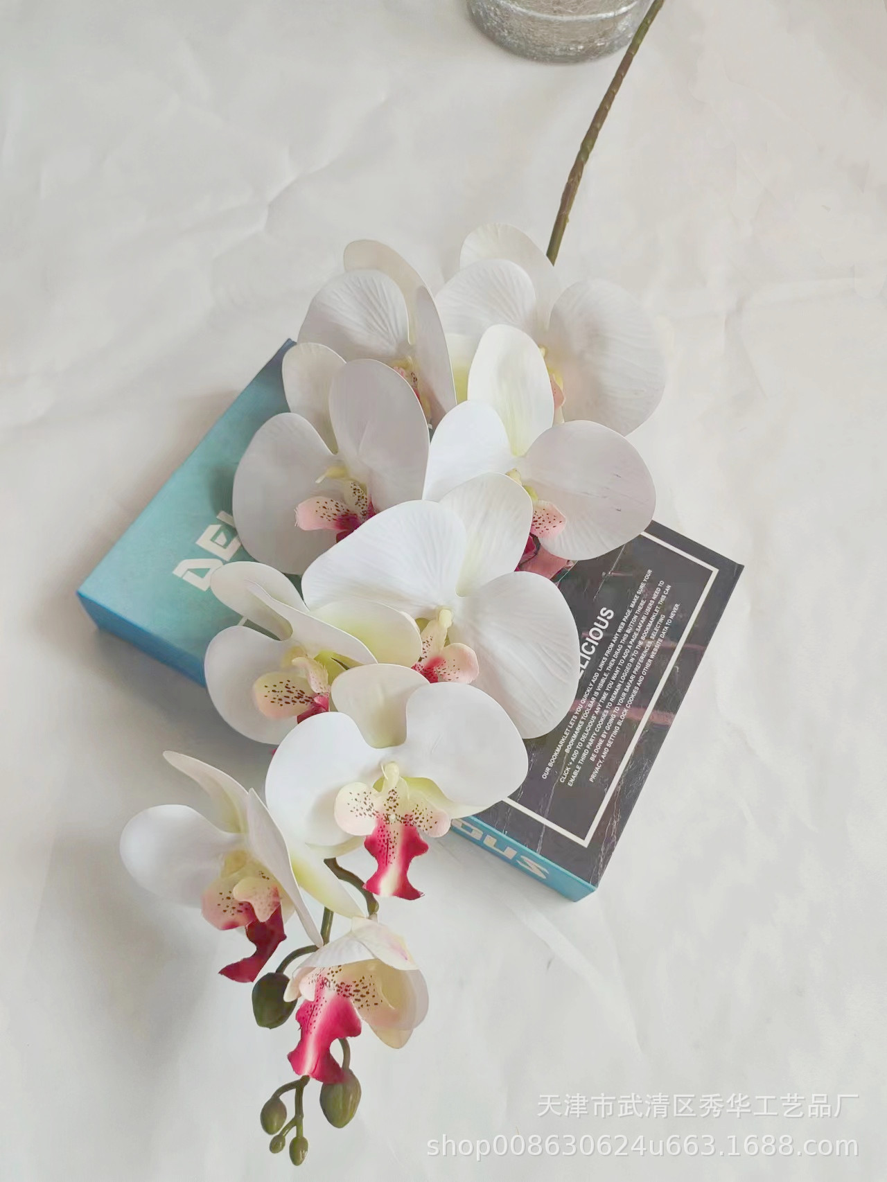 3D蝴蝶兰红心白1