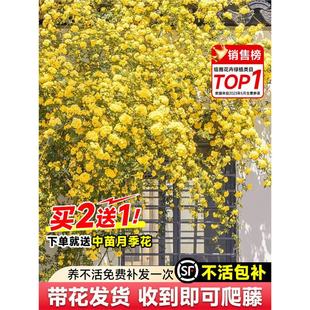 Yellow Woody Flower Seedlings, Climbing Vines, Florals, Double-Flowered White Woody Saplings, Roses, Balcony Courtyards, Four-Season Flowering Potted Plants