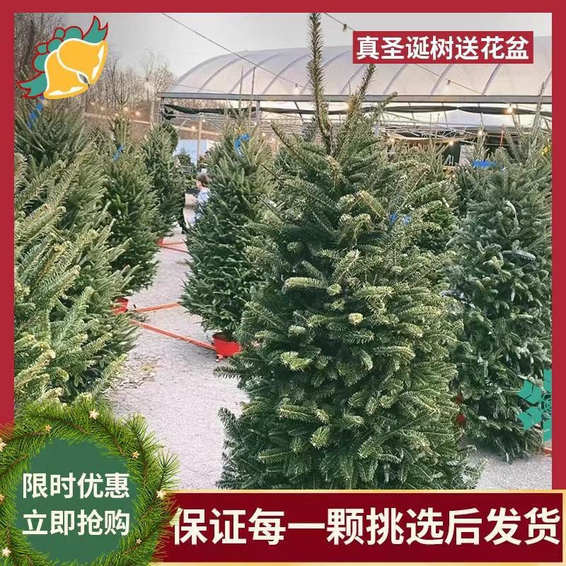 Real Christmas tree potted real tree live Norway spruce real Nobel…