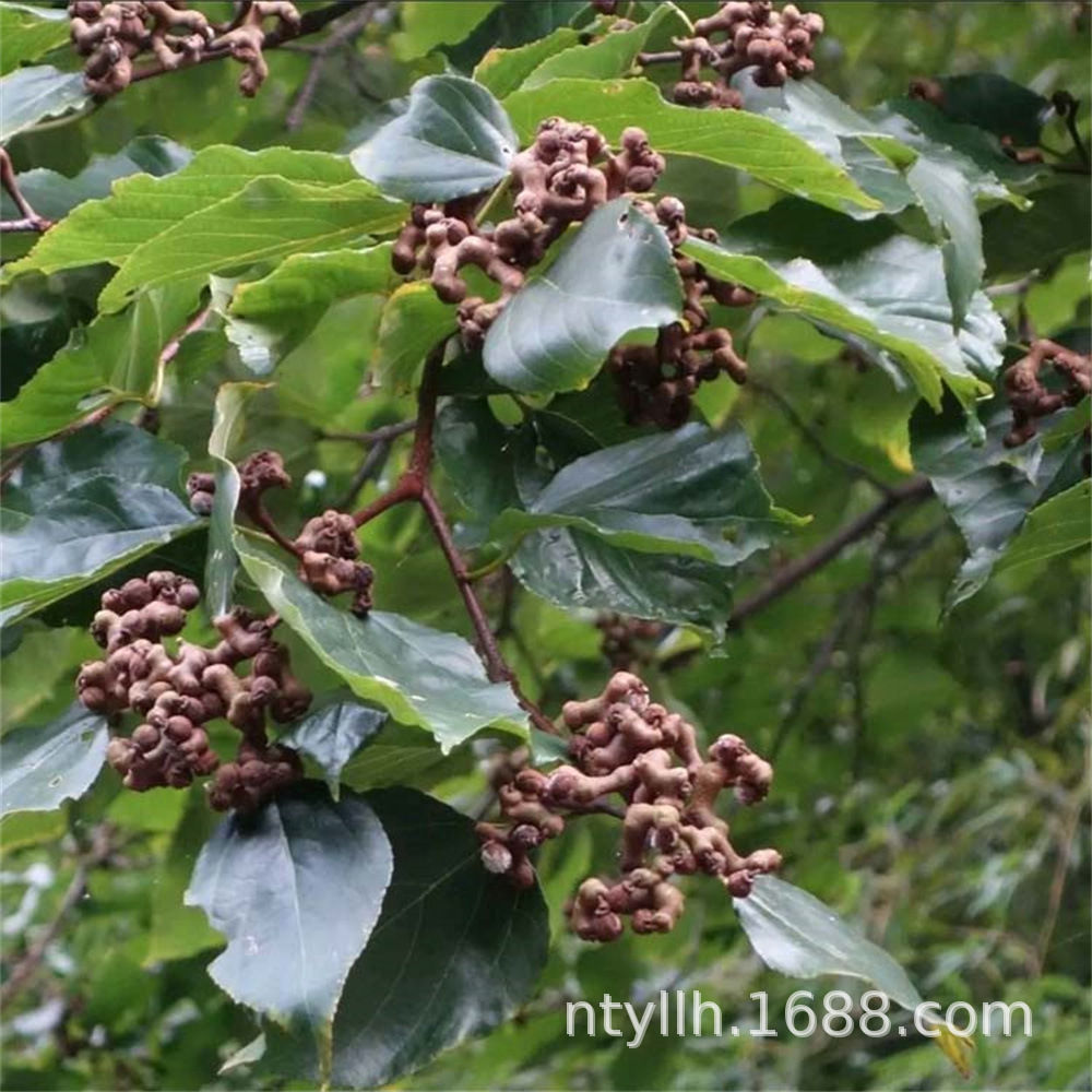 拐枣树苗 万寿果树苗 鸡爪连金钩梨当年结果南北方庭院种植地栽苗-阿里巴巴
