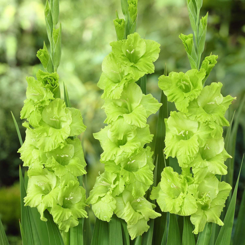 Amaryllis bulbs, easy to grow, heat-tolerant, perennial, suitable for garden planting, potted plants, and cut flowers
