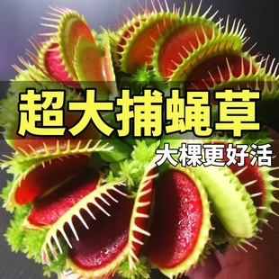 Extra-Large Flytrap Potted Plant, Pitcher Plant, Cold-Resistant Green Plant, Carnivorous Plant, Easy to Care for Indoor Kindergarten