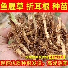 �~�Ȳ� �N�� �N���۶����N�ӷN�����r�����ļ��N���F��500g�b���]