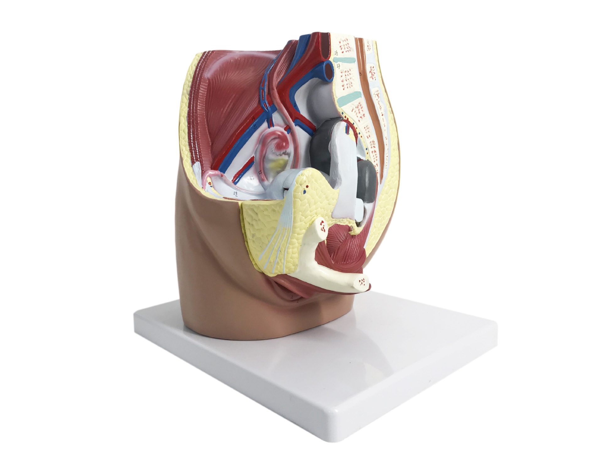 U054B women's pelvic sagittal cutting model
