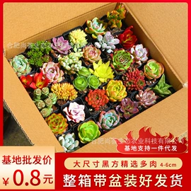 仙人掌及多肉;园艺工具;花盆容器