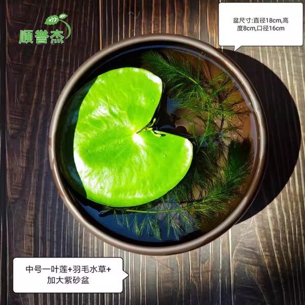 One -leaf lotus no soil aquatic hydroponic plant aquatic aquatic…