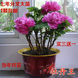 һ�����lĵ������ �ʝɍu�\������ꖼt�҃����Ի���ֲ��7����ͥԺ