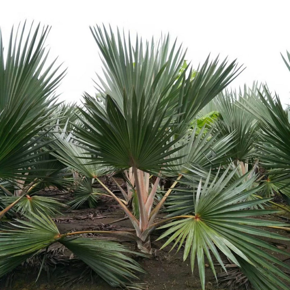 209 Поставка Красные пальмовые красные жилы коричневые 2-5 метров Мяо Тропический ботанический сад Парк Двор Озеленение