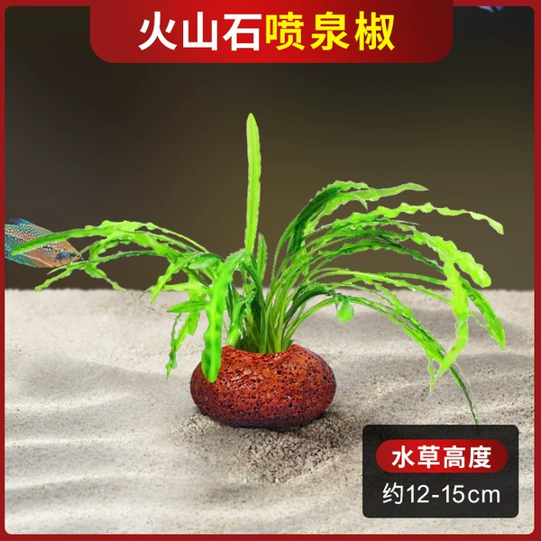 Fountain pepper + single hole volcanic stone