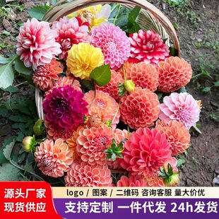 �ذ�������N��������յعϻ����K�҃�����ͥԺ�����ļ�����ֲ��