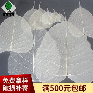 9厘米菩提叶脉原料 叶脉书签叶脉画材料叶脉书签原料菩提叶脉
