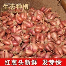 �Nֲ�����Ĵ�С���[�t�[�^��ѿ���Ի��[�S�[�ļ��[��ե�[�͸���Ȼ