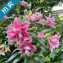 重瓣香水百合花种球四季好养活花苗花卉植物阳台盆栽进口百合球根