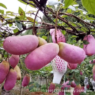 �S���� Ұ��ˮ���� ؈ʺ�ϷN���ļ�؈��ʺ�{���¹����Ե��Թ�����