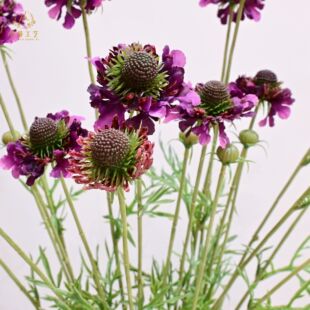 ��Ʒ�ɹ���݆��ջ����{�軨��ܛ�U����ٻ��ָл��Ĳ廨ܛ�b�b�