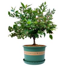 {ݮԵϱNֲͺ̨ļش{ݮ