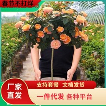 һ�����l�䘶�¼��������ش󻨝��㻨��ֲ���̨ͥԺ����õ�廨��