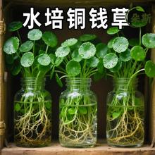 大叶铜钱草水培植物室内好养鱼缸水草专用水养金钱草花卉绿植盆栽
