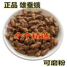 热卖雄蚕蛾/桑蚕蛾//纯雄蚕蛾公蚕蛾/晚蛾子未交尾可泡酒真货好货